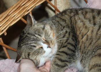 Adoptuj Dłużyniaka! Ponura szuka domu!