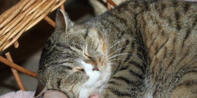 Adoptuj Dłużyniaka! Ponura szuka domu!