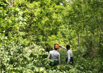 Odnowa historycznych alei drzew w Porajowie