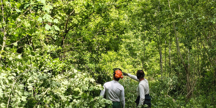 Odnowa historycznych alei drzew w Porajowie