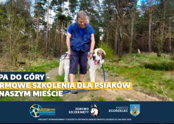 „Łapa do góry!” – bezpłatne szkolenia dla psów i ich opiekunów w Zgorzelcu