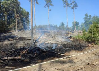 Pożar lasu w Bogatyni. Ogień rozprzestrzeniał się błyskawicznie!