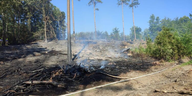 Pożar lasu w Bogatyni. Ogień rozprzestrzeniał się błyskawicznie!