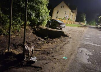 Porzucony pies przywiązany do znaku drogowego