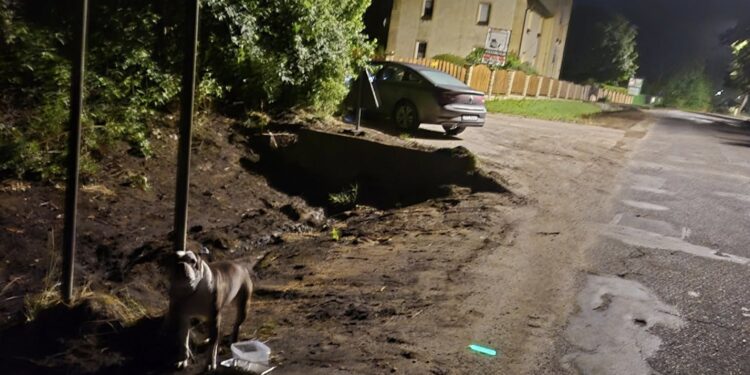 Porzucony pies przywiązany do znaku drogowego