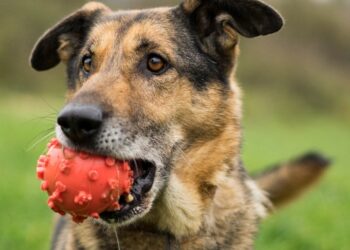 Adoptuj Dłużyniaka! Sammy szuka domu