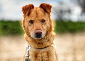 Adoptuj Dłużyniaka! Poznajcie Slidera