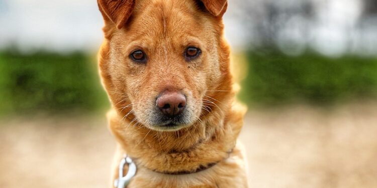 Adoptuj Dłużyniaka! Poznajcie Slidera