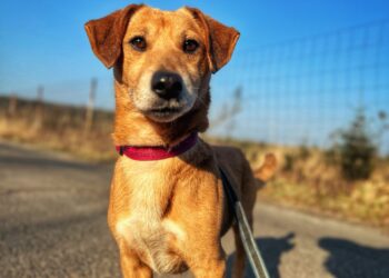 Adoptuj Dłużyniaka! Slim szuka domu