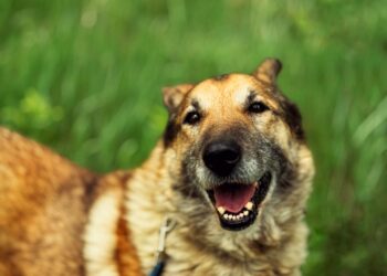 Adoptuj Dłużyniaka! Poznajcie Majora!