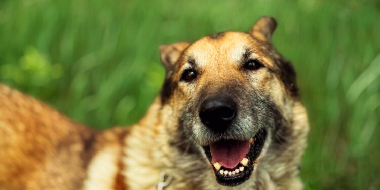 Adoptuj Dłużyniaka! Poznajcie Majora!