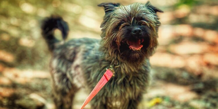 Adoptuj Dłużyniaka! Poznaj Sliperka – małe kudłate szczęście szuka domu!