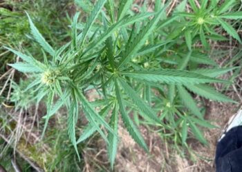 Kryminalni zatrzymali podejrzanego o uprawę konopi