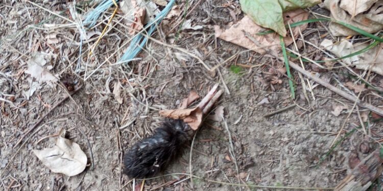 Okrutne zbrodnie na zwierzętach. Mały kotek znaleziony w kawałkach [DRASTYCZNE ZDJĘCIA]