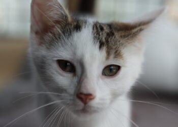 Adoptuj Dłużyniaka! 3-miesięczny Rysio szuka domu