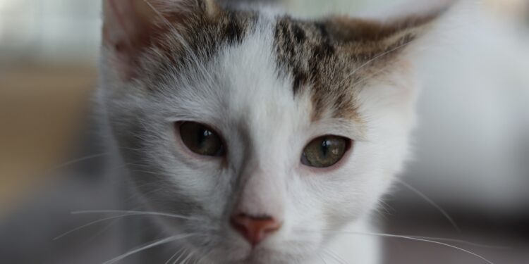 Adoptuj Dłużyniaka! 3-miesięczny Rysio szuka domu