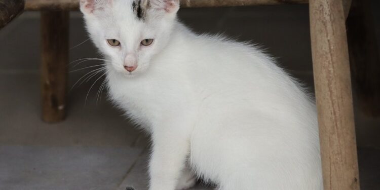 Adoptuj Dłużyniaka! 3-miesięczny kotek Maksio