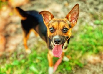 Adoptuj Dłużyniaka! Poznaj Nukę