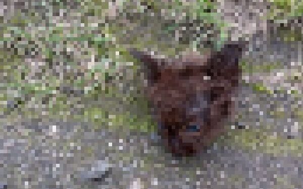 Okrutne zbrodnie na zwierzętach. Mały kotek znaleziony w kawałkach [DRASTYCZNE ZDJĘCIA]