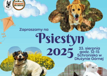 Psiestyn 2025 – schroniskowe święto ludzi dla zwierząt