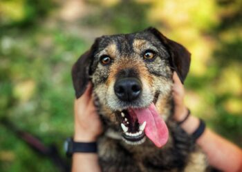 Adoptuj Dłużyniaka. Sorbet czeka na dom!