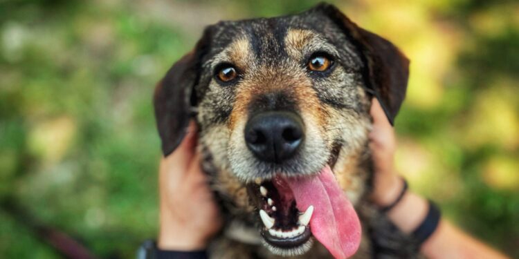 Adoptuj Dłużyniaka. Sorbet czeka na dom!