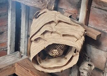 Strażacy z OSP Studniska usunęli olbrzymie gniazdo szerszeni