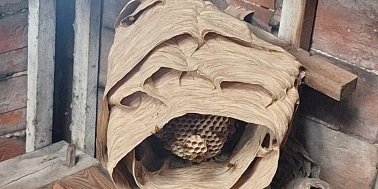 Strażacy z OSP Studniska usunęli olbrzymie gniazdo szerszeni