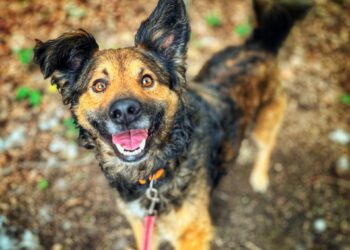 Adoptuj Dłużyniaka! Psiak Vanos szuka domu