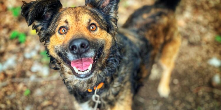 Adoptuj Dłużyniaka! Psiak Vanos szuka domu