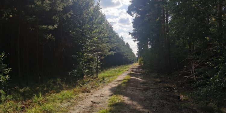 Planowane terminy polowań zbiorowych