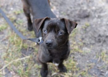 Adoptuj Dłużyniaka! Mars szuka domu