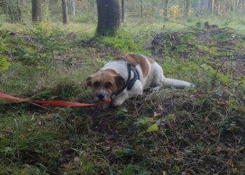 Pies pozostawiony w lesie jak niepotrzebna rzecz – szukamy sprawcy!
