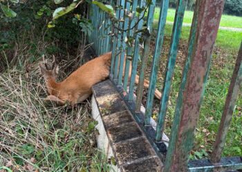 Koziołek zaklinowany w płocie. Pomogła straż miejska