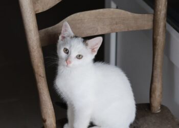 Adoptuj Dłużyniaka! Zyzio szuka domu