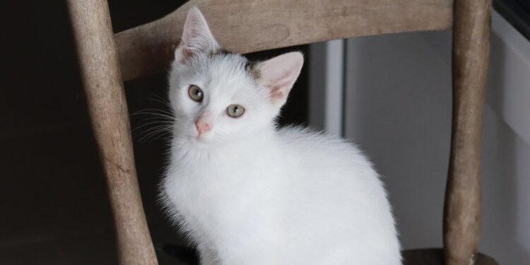 Adoptuj Dłużyniaka! Zyzio szuka domu