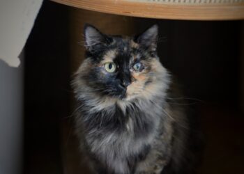 Adoptuj Dłużyniaka! Gałka szuka domu