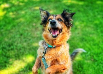 Adoptuj Dłużyniaka! Trzcinka szuka domu