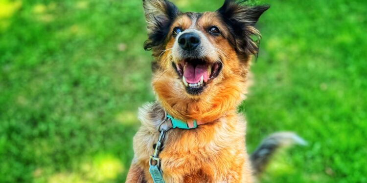 Adoptuj Dłużyniaka! Trzcinka szuka domu