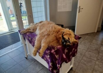 Straż Miejska w Bogatyni odebrała psa w dramatycznym stanie. Właściciel odpowie przed sądem