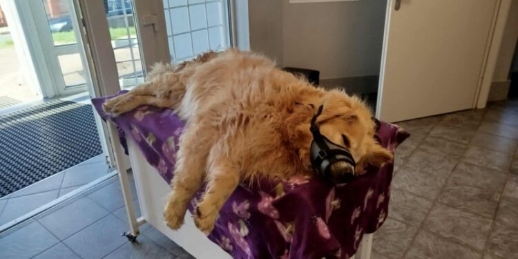 Straż Miejska w Bogatyni odebrała psa w dramatycznym stanie. Właściciel odpowie przed sądem