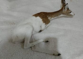 Druhowie OSP Pieńsk pomogli wyjątkowej, rannej sarnie