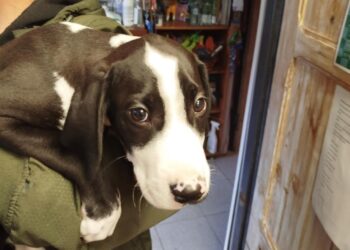 Szczeniak porzucony w lesie i przywiązany do drzewa! Poszukiwany właściciel