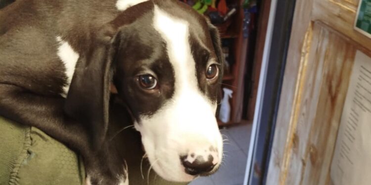 Szczeniak porzucony w lesie i przywiązany do drzewa! Poszukiwany właściciel