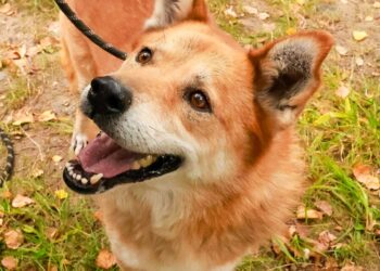 Adoptuj Dłużyniaka! ARES – pies, który potrzebuje szansy