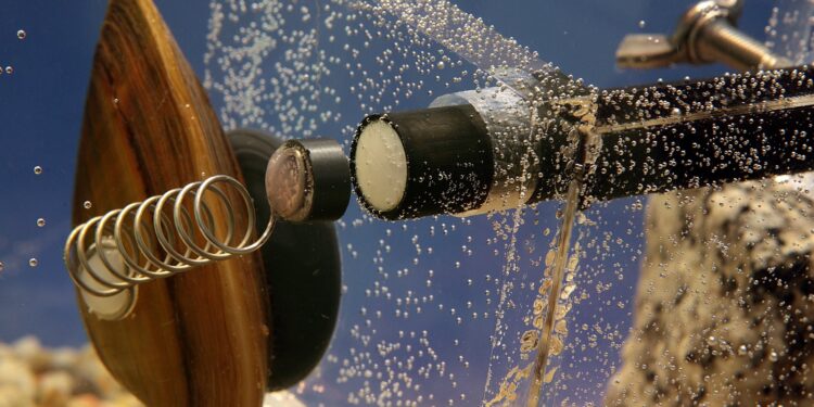 Małże czuwające nad bezpieczeństwem i jakością wody w Zgorzelcu