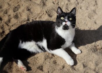 Adoptuj Dłużyniaka! Kot Czarek