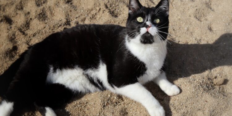 Adoptuj Dłużyniaka! Kot Czarek