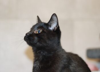 Adoptuj Dłużyniaka! Bert szuka domu!