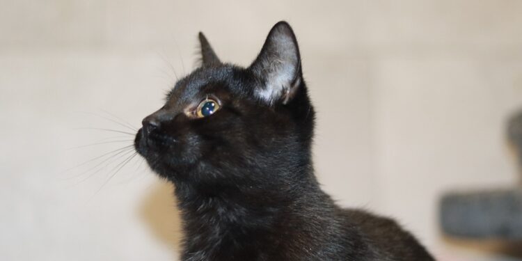 Adoptuj Dłużyniaka! Bert szuka domu!